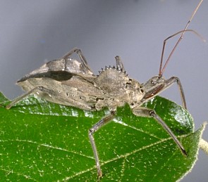 wheel bug