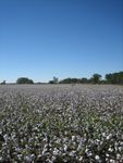 cotton fields