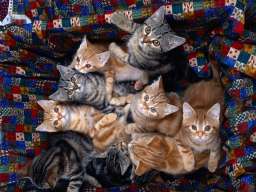 Cutesplosion