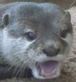 angry otter